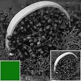 Cokin Creative Filter A004 (Green)