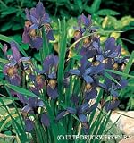 Siberian Iris Caesar's Brother