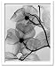 X-Ray PHOTOGRAPHY(レントゲンフォトグラフィー)ポスターフレーム Steven N.Meyers / Dogwood blossoms 430x530x30mm: レントゲンを利用して、被写体の構造まで表現した新感覚のポスターフレームです。輸入品のポスターを額装してお届けします。