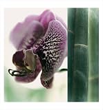 Bamboo II (Orchid) by Jennifer Broussard,13 in. x 14 in.