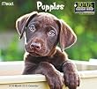 Puppies 2013 Wall Calendar