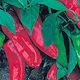 Eine alte, süße Sorte aus Italien - Marconi rot - 10 Samen