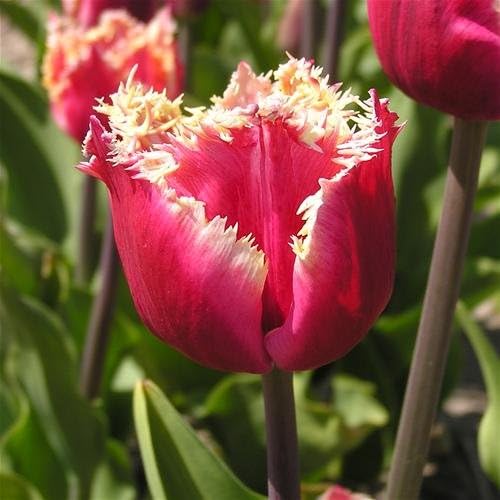 Millenium Tulip Seed Pack