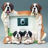 Saint Bernard 4