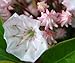 50 MOUNTAIN LAUREL White Pink Red Kalmia Latifolia Shrub Bush Seeds * Comb S/H