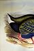 Gould Australia 1869 Facsimile Notornis Damaged