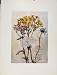 Senecio Millefolium Achillea Daucus Flowers Plant Print