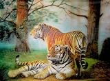 Produkt-Bild: 3D Lentikular Poster - Tigers