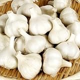 国華園　ニンニク種球　嘉定ニンニク(種球)(中国産)　10kg