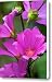 Wild and Pink in Oregon Canvas Print / Canvas Art - Artist Noel Zia Lee