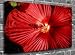 Red California Pepperberry Flower Canvas Art Canvas Print Picture print Size: (50
