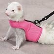 Biddie Buddies Ferret Harness and Lead-Pink, Navy, Lime