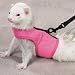 Biddie Buddies Ferret Harness and Lead-Pink, Navy, Lime