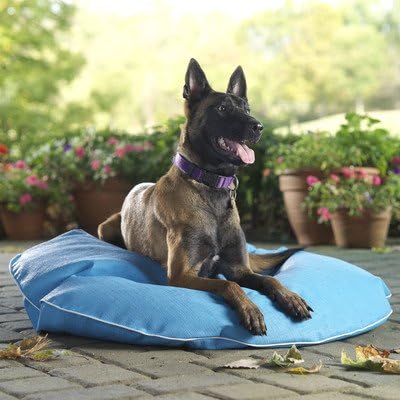 Poochie Pool Mat Size: Large, Color: Seafoam