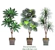 Three 6' Triple Head Artificial Trees: Bird Nest + Fan Palm + Yucca, with No Pot, Minor Assembly Required.