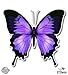 Purple Butterfly Beautiful - 3