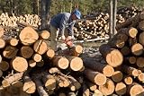Photographic Prints of A forestry worker using a chain saw to cut pine logs from ArcticPhoto