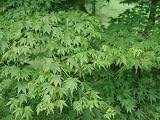 Details zu "Acer palmatum - F&auml;cherahorn - 20 Samen"