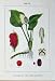 Flowers Sturms 1906 Calla Generalis Arum Maculatum