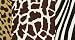Animal Skin Patterns Wallpaper Border in National Geographic Kids