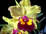 Lawn & Patio - Blc. Krull's Lemonade 'Sunshine' orchid, blooming size in 3.5 inch pot, fragrant