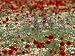 Bachelor Buttons, Poppies, and Other Flowers in Bloom Photographic Poster Print by Norbert Rosing, 24x18