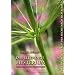 Essenz