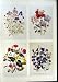 C1991 Ornamental Flowers Gilia Phlox Campanula Loudon