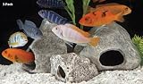 Cichlid Stones Small Round Single