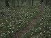 Multitudes of Large-Flowered Trillium Flowers Bloom Beside a Trail Photographic Poster Print, 42x56