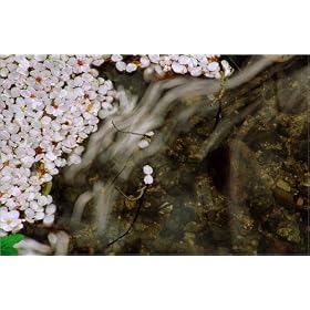 photographie floating cherry blossoms est disperible en (L x H): 30 x 20 cm de F. Carter