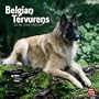 Belgian Tervurens 2010 Square Wall (Multilingual Edition)