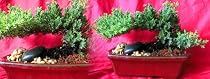 Japanese Juniper Bonsai Growing in Earthy Ceramic Pot