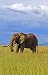 Poster 50 x 80 cm -