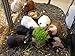 Priscilla's Cat Grow Kit Over 3 OZ. - Hairball Remedy