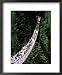 The Capilano Suspension Bridge, Vancouver, British Columbia (B.C.), Canada, North America Collections Framed Art Poster Print by Ruth Tomlinson, 18x22