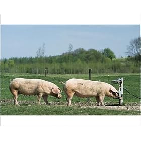 Photographic Prints of Pigs - free range pigs drinking from drinks trough from Ardea Wildlife Pets