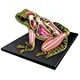 3-D Frog Anatomic Model Puzzle