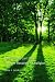 Paul Tillich, Carl Jung and the Recovery of Religion