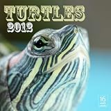 2012 Turtles Wall calendar
