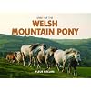Spirit of the Welsh Mountain Pony