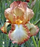 Tall Bearded Iris *Belvi Queen*