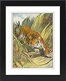 IMAGE OF Framed Prints of Prowling Tiger from Mary Evans