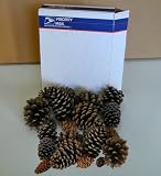 1 lb Priority Mail box assorted real natural pine cedar and fir cones FAST shipping