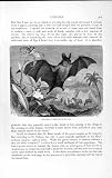 NATURAL HISTORY 1893-94 GREAT VAMPIRE BAT JAVELIN GENUS