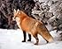 Red Fox in the Snow Alan Carey Wildlife Animal Art Print Poster (16x20)