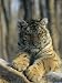 Abandoned As a Cub, the Siberian Tiger, Globus, Now a Graceful Adult Photographic Poster Print by Marc Moritsch, 12x16