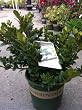 Gardenia Kleim's Hardy Two Gallon
