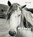 Wild Horses: Endangered Beauty