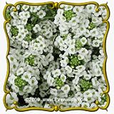 1 Lb Sweet Alyssum (Lobularia maritima) Bulk Wildflower Seeds
